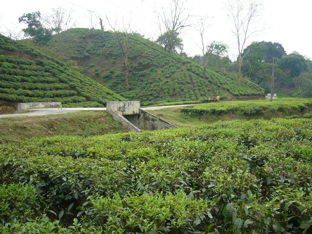 Tea plantation near Sri Mangal